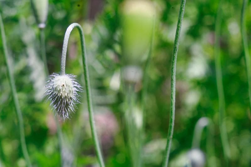 83　希少【RED P】　沈胴式オールドレンズ インダスター22　L39