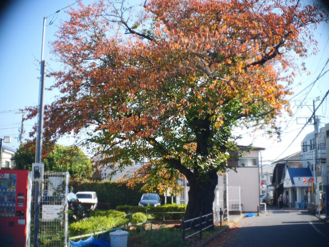 オールドレンズ　Cマウント　Schneider Cine-Xenon 16mm