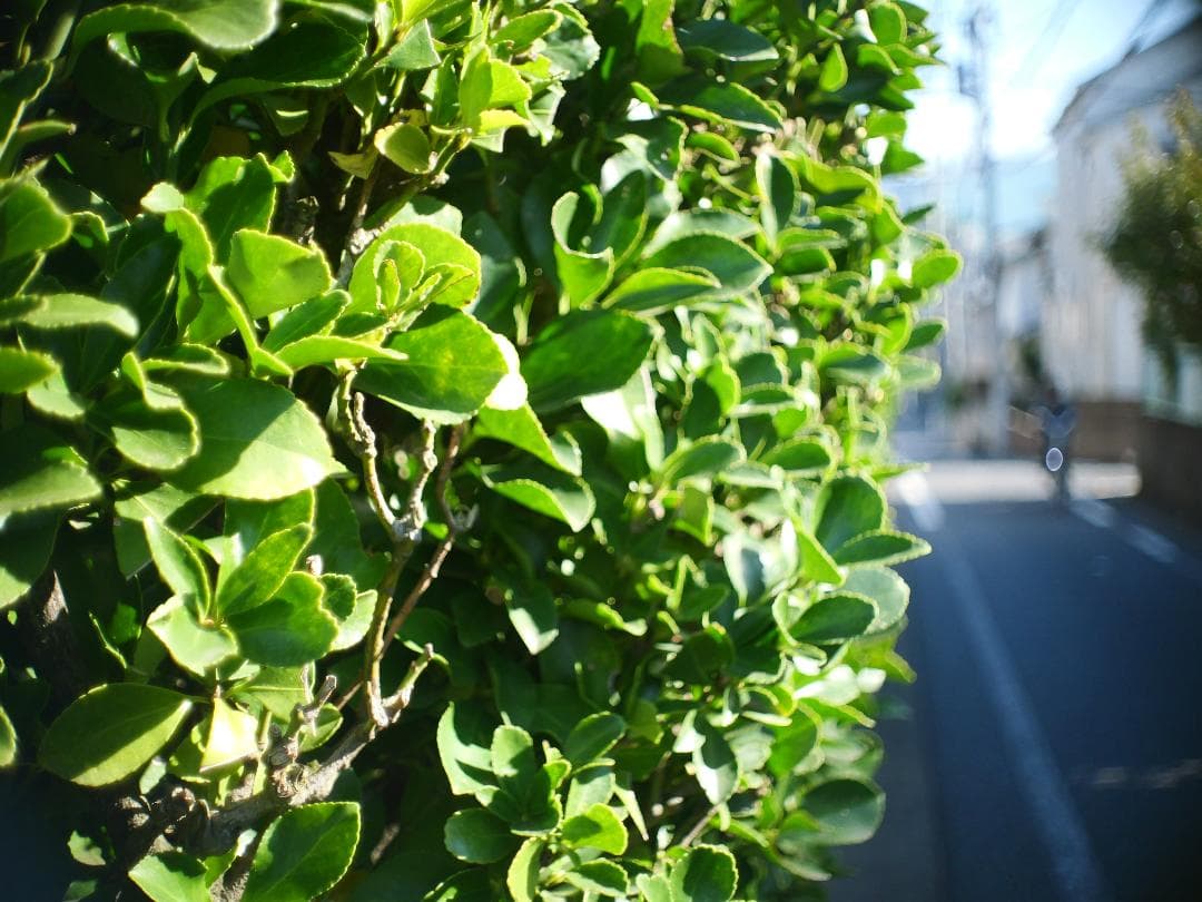 オールドレンズ　Cマウント　Schneider Cine-Xenon 16mm