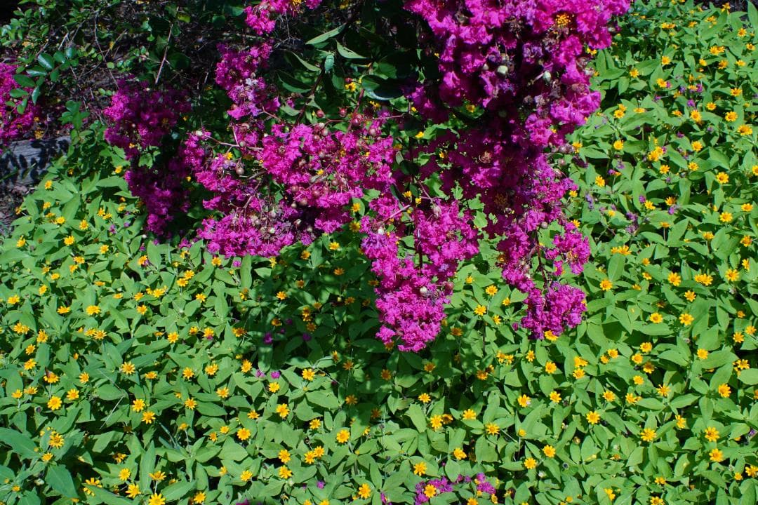 【美品】PENTAX SMC PENTAX 24mm F3.5