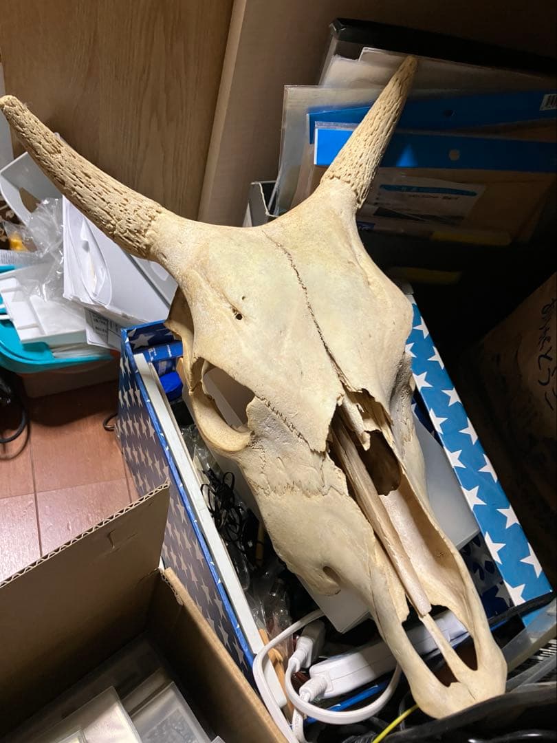 頭骨　頭蓋骨　ウシ　牛　種名 Bos taurus ※条約などには抵触しない種類