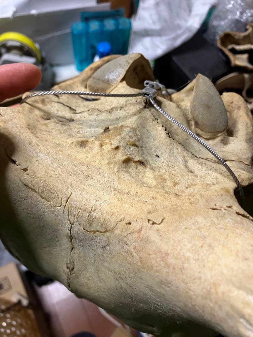 頭骨　頭蓋骨　ウシ　牛　種名 Bos taurus ※条約などには抵触しない種類