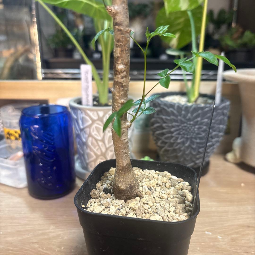 オペルクリカリア　ボレアリス