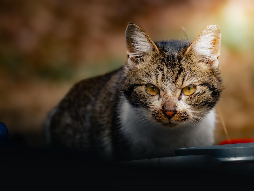 M.zuikoED75-300mm F4.8-F6.7II + 純正フード