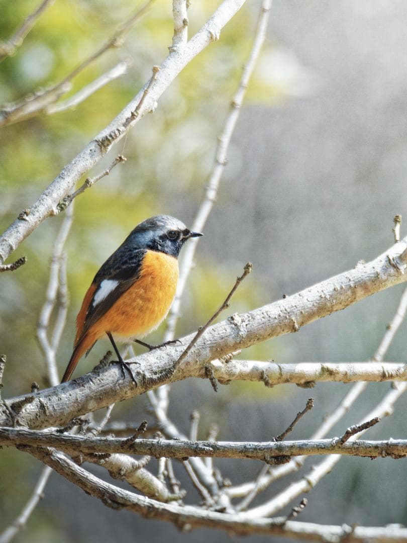 M.zuikoED75-300mm F4.8-F6.7II + 純正フード