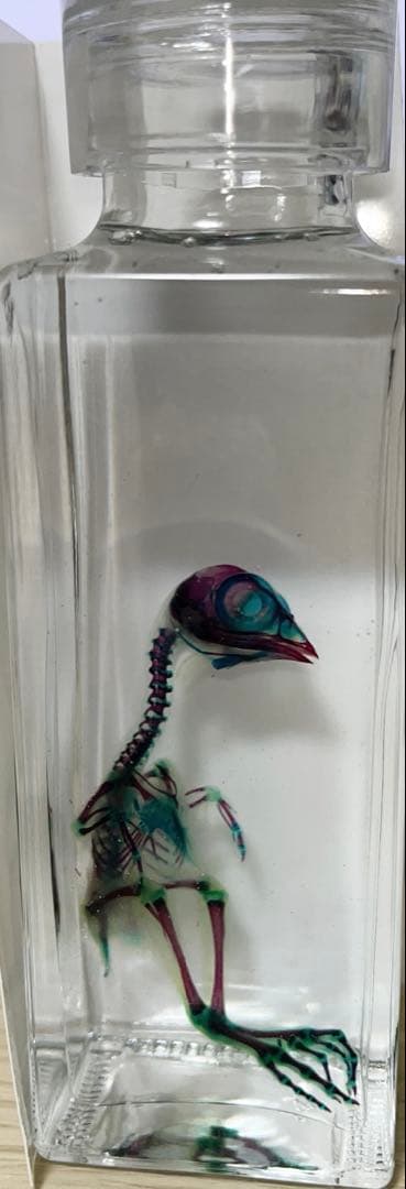 ウズラ　透明標本　Sグレード