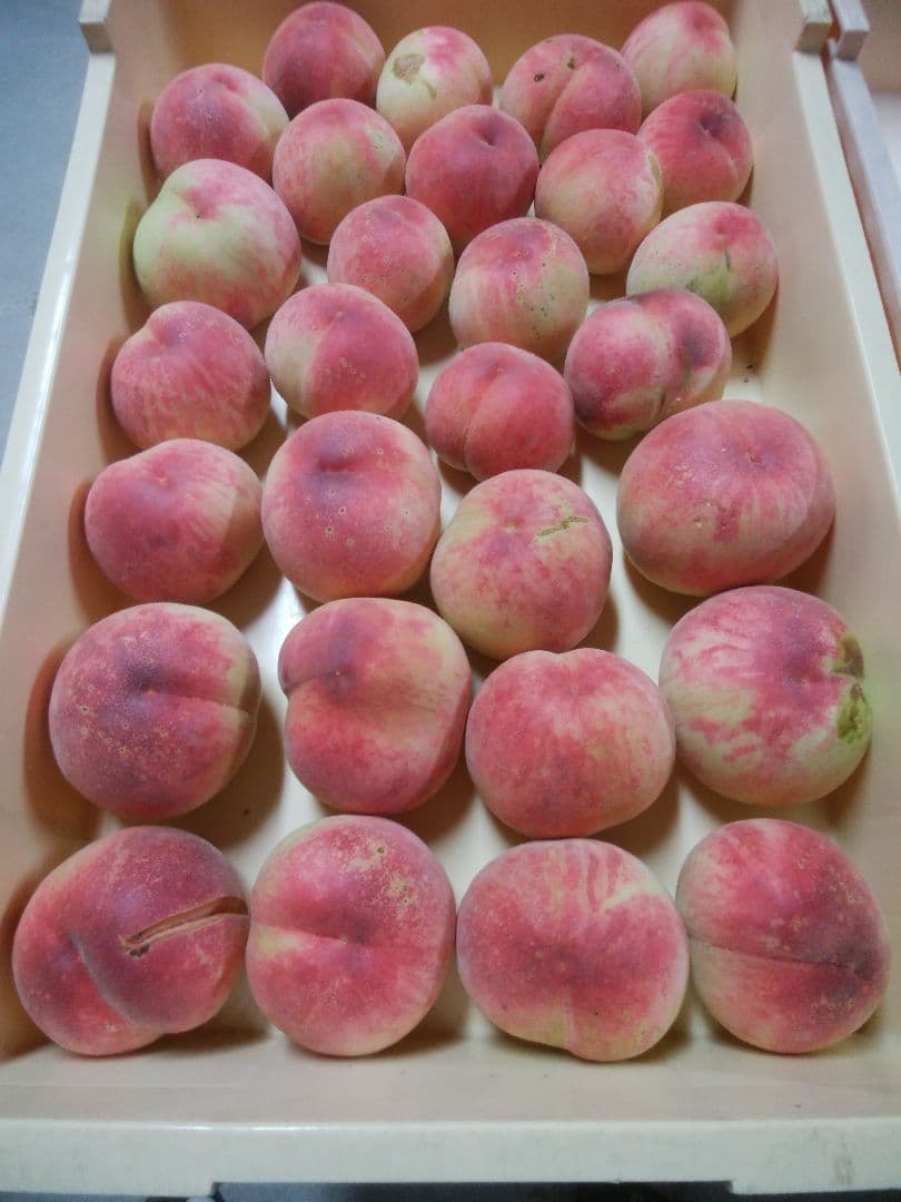 MYTさん専用　特大　桃　さくら白桃　わけあり　10kg