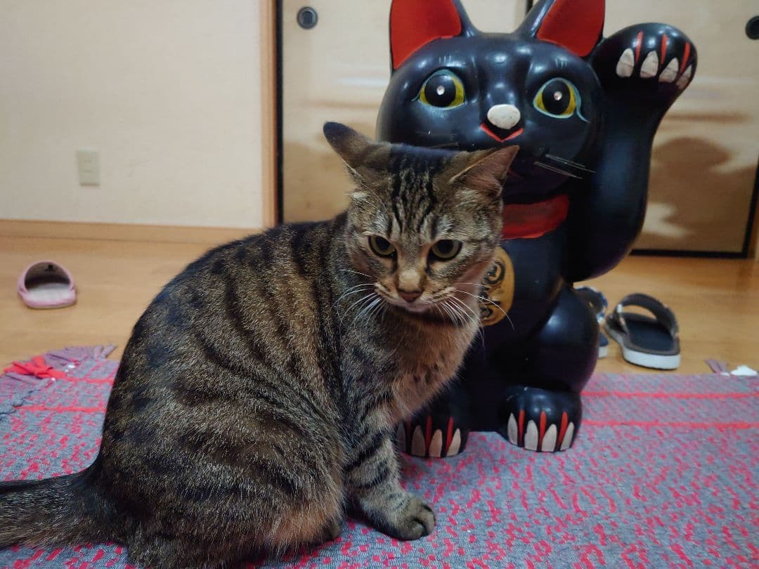 特大 招き猫 黒猫 縁起物 置物 昭和レトロ　左手上げ　長期保管品　高さ46cm