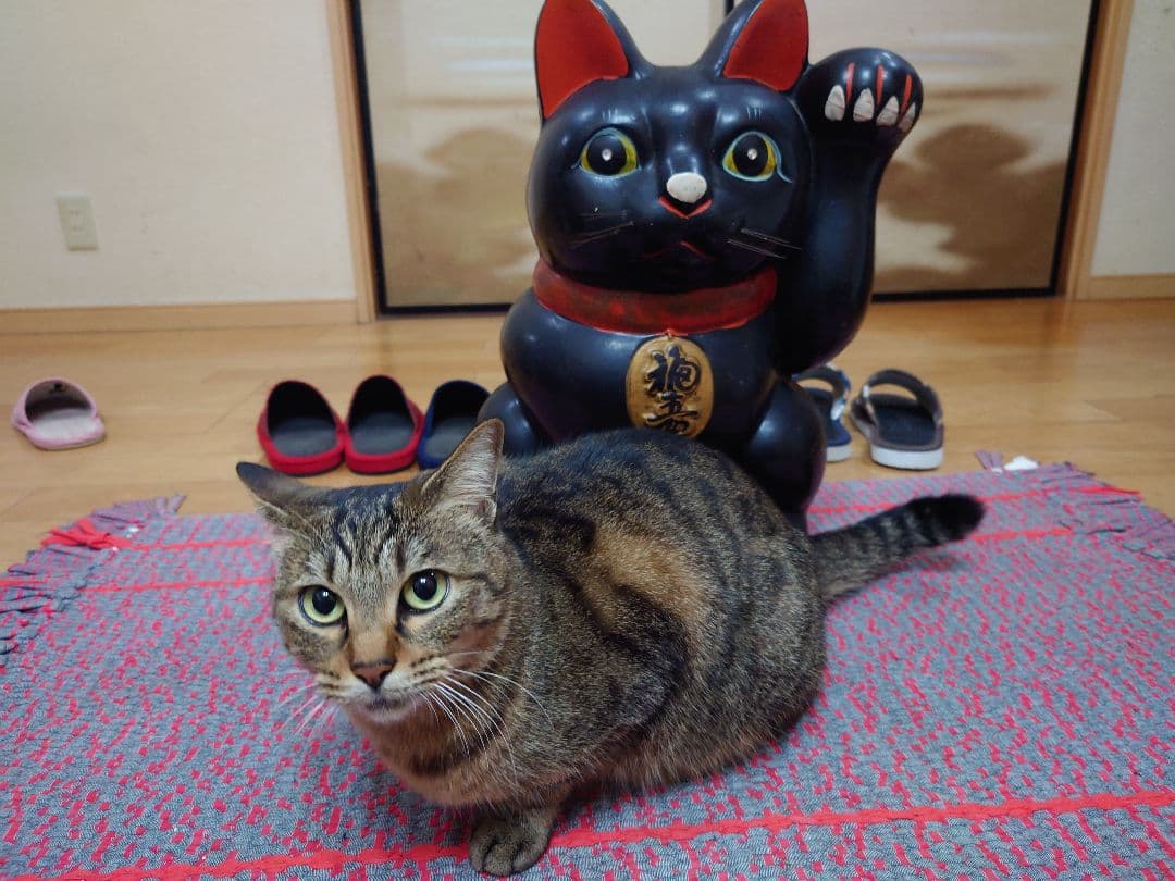 特大 招き猫 黒猫 縁起物 置物 昭和レトロ　左手上げ　長期保管品　高さ46cm
