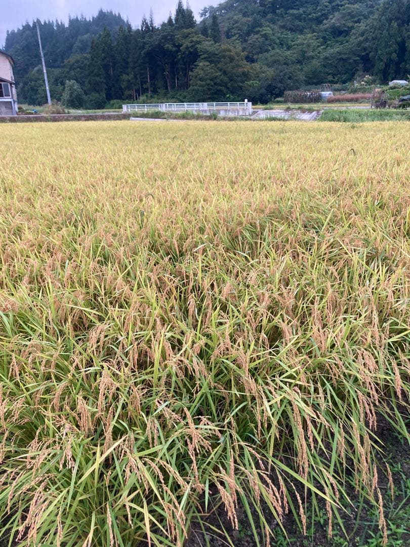 令和7年魚沼産コシヒカリ 白米10kg