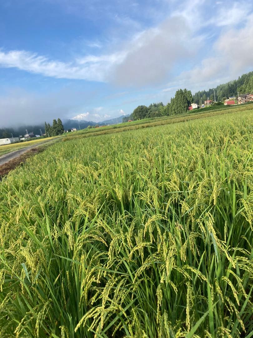 令和7年魚沼産コシヒカリ 白米10kg