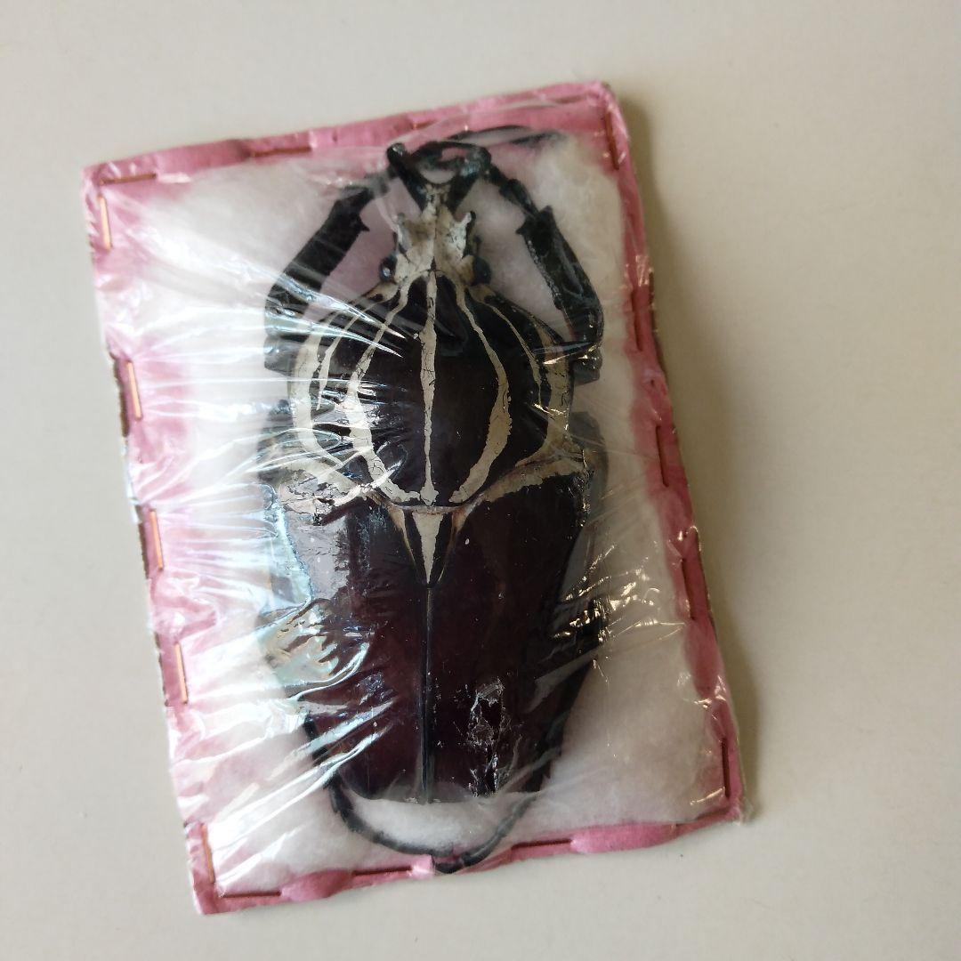 ゴライアスオオツノハナムグリ　昆虫標本　剥製