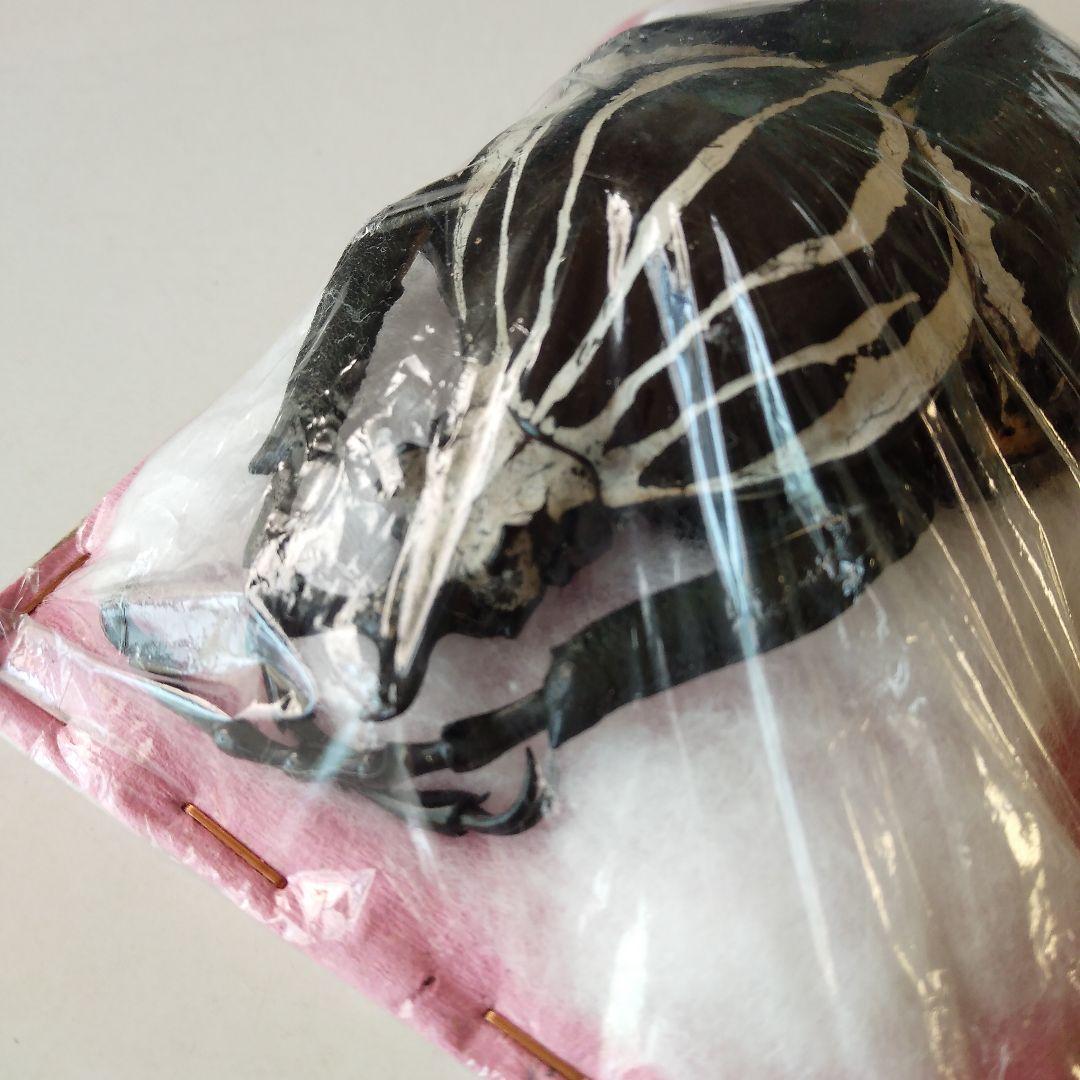 ゴライアスオオツノハナムグリ　昆虫標本　剥製