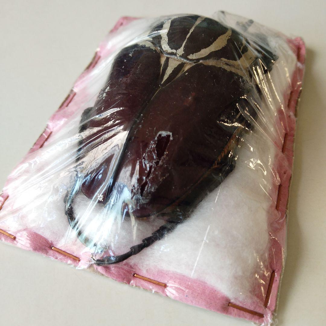 ゴライアスオオツノハナムグリ　昆虫標本　剥製