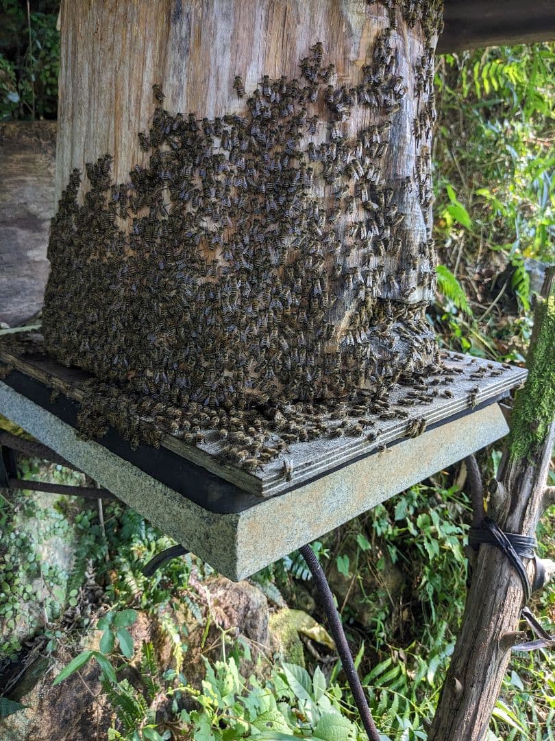 日本ミツバチ 蜂蜜 令和7年度 採れたて 1200g たれ蜜 非加熱　百花蜜