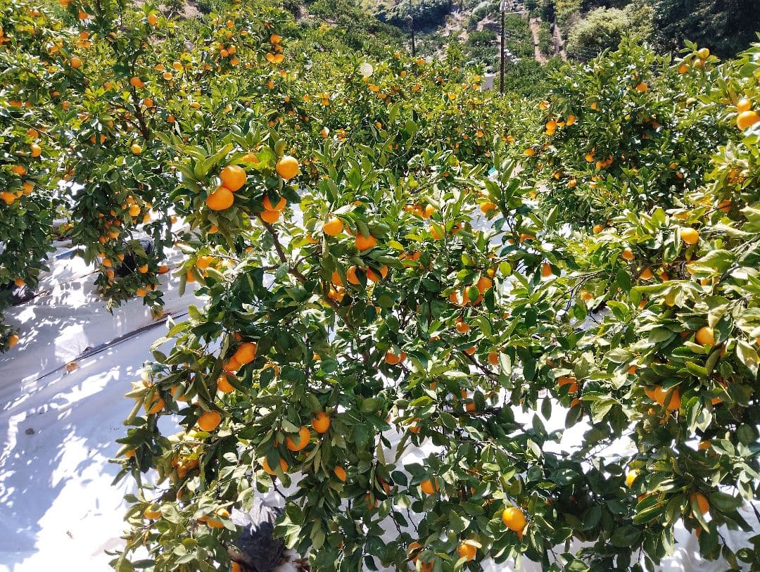 にこにこ笑顔で今日も頑張ろう♫　マルチ栽培小粒みかん10kg×2箱