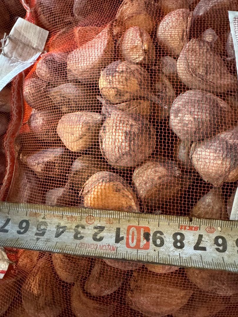 青森県産　消毒にんにく　白玉王　LM 10kg