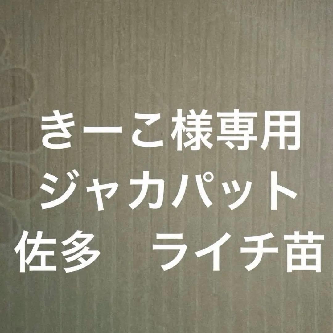きーこ　ジャカパット　佐多ライチ苗