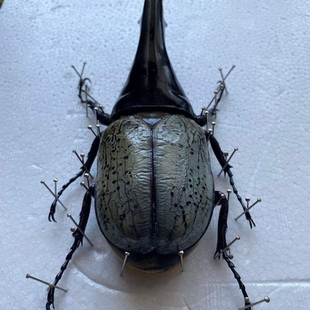 Mondoo　昆虫標本　ヘラクレスオオカブト　ヘラクレスヘラクレス