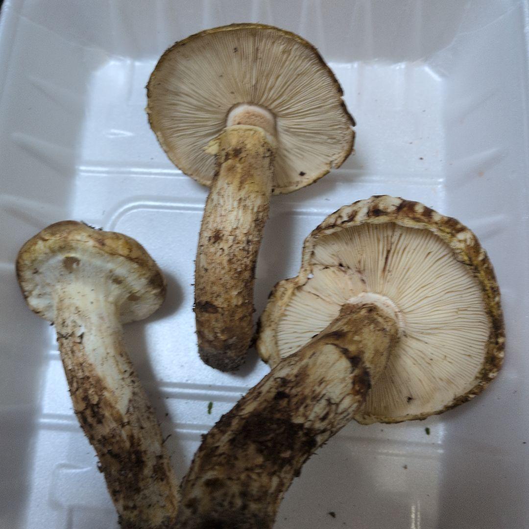 広島県産　松茸採れたて