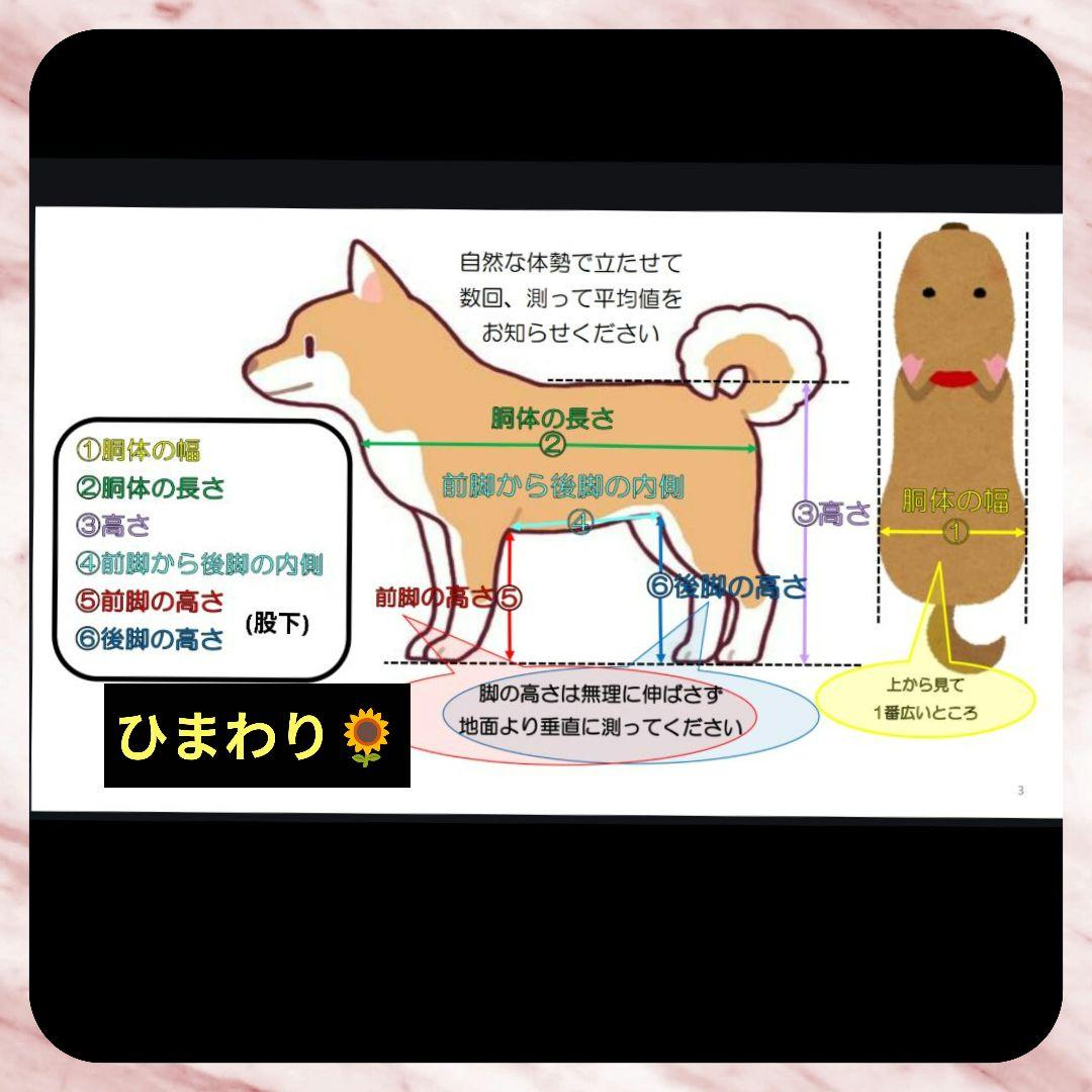 とろる　柴犬4輪　リハビリ　食事補助　犬用車椅子　介護　犬の歩行器