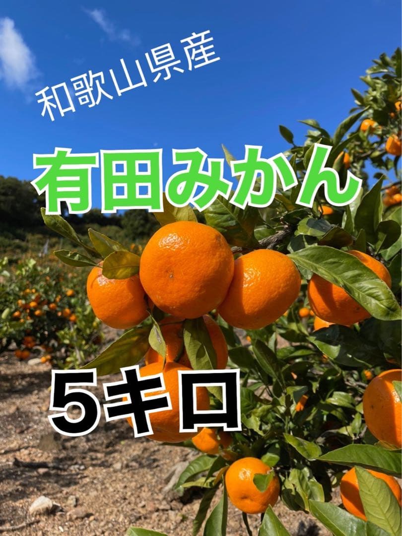 有田みかん　中生みかん　10キロ　5キロ✖️2個