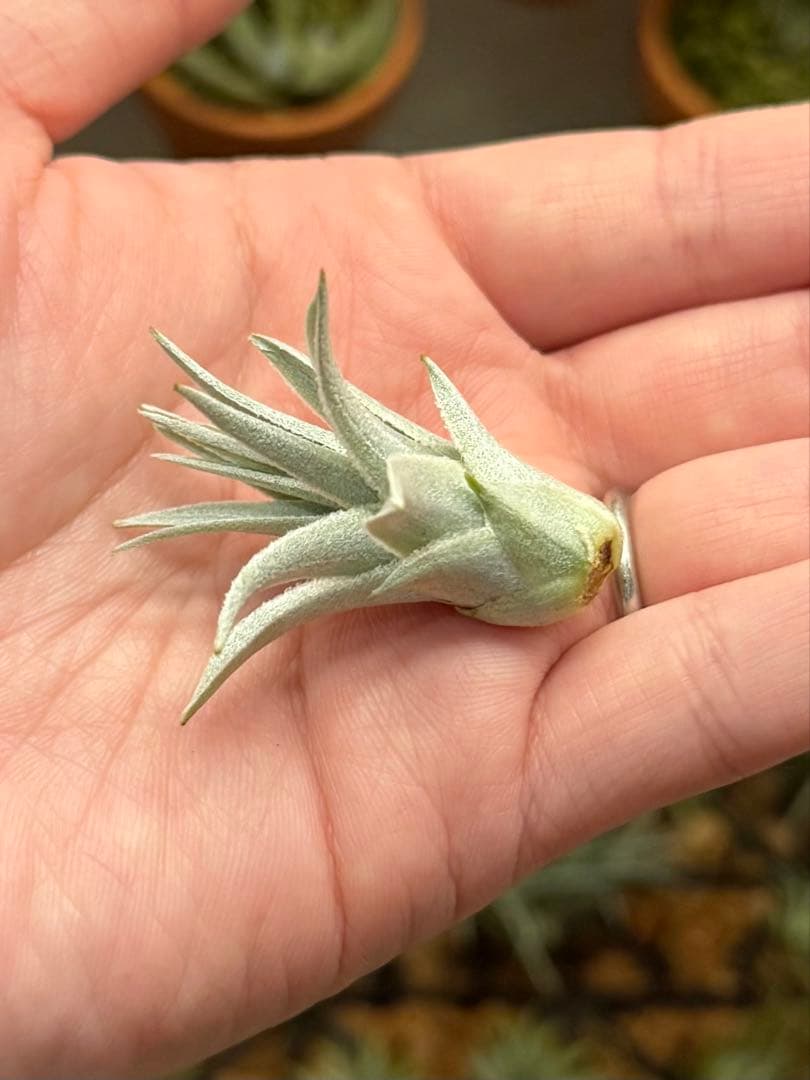 u*a様 Tillandsia gardneri var. rupicola 幅