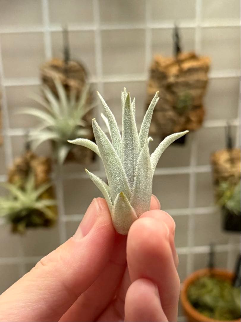 u*a様 Tillandsia gardneri var. rupicola 幅