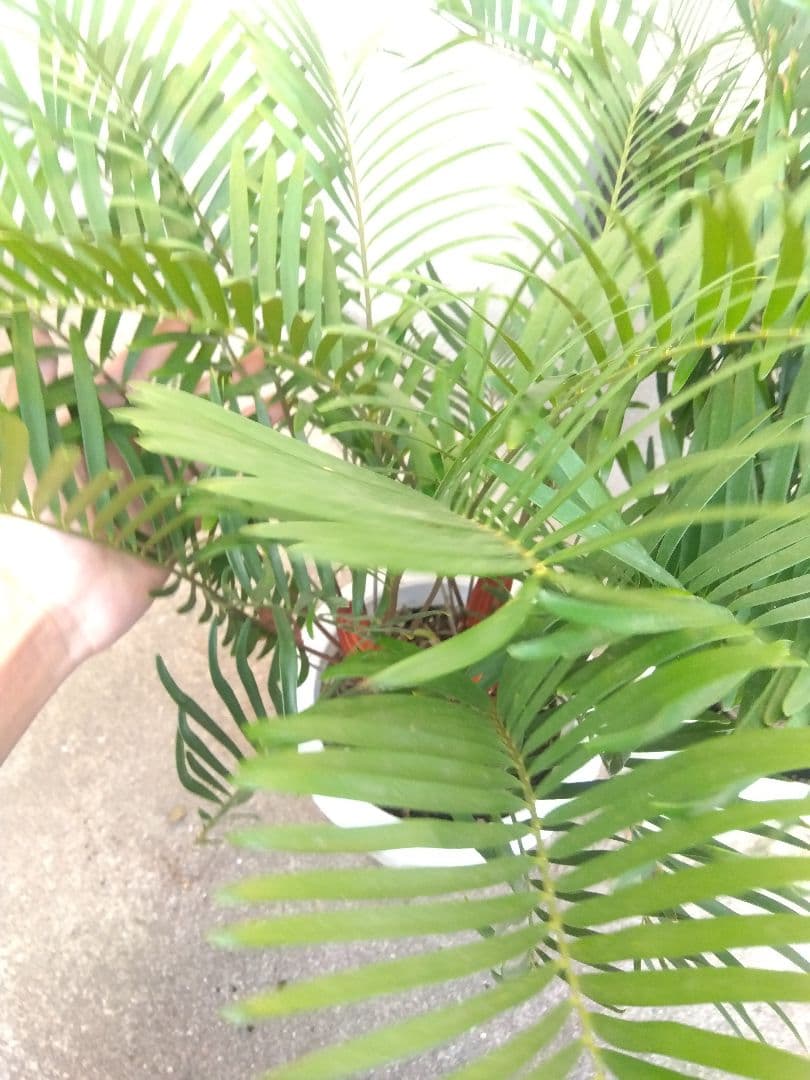 ザミア　フロリダーナ　７号鉢つき　2株セット❗ 3ヘッド&4ヘッド❗破格❗