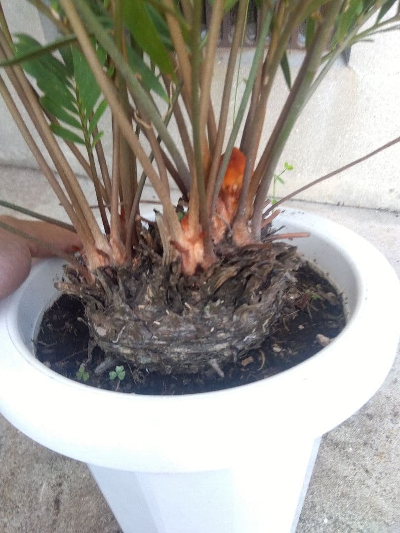 ザミア　フロリダーナ　７号鉢つき　2株セット❗ 3ヘッド&4ヘッド❗破格❗