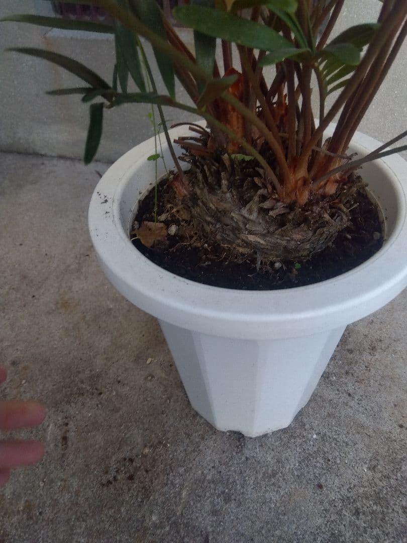 ザミア　フロリダーナ　７号鉢つき　2株セット❗ 3ヘッド&4ヘッド❗破格❗