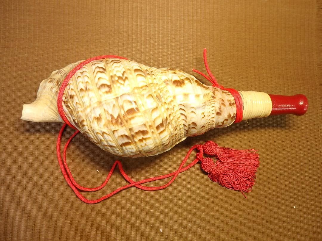 法螺貝 約37㎝ 木製歌口,赤紐付　新品　 MH-424