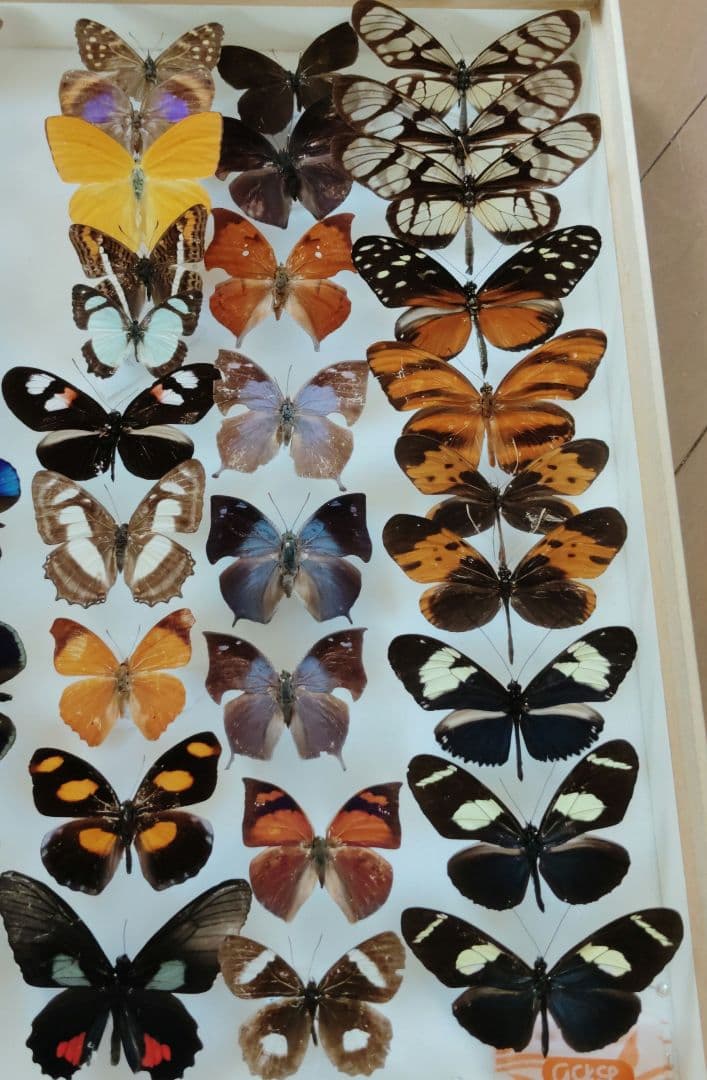 蝶標本　お得 南米の蝶大量　データ全てなし