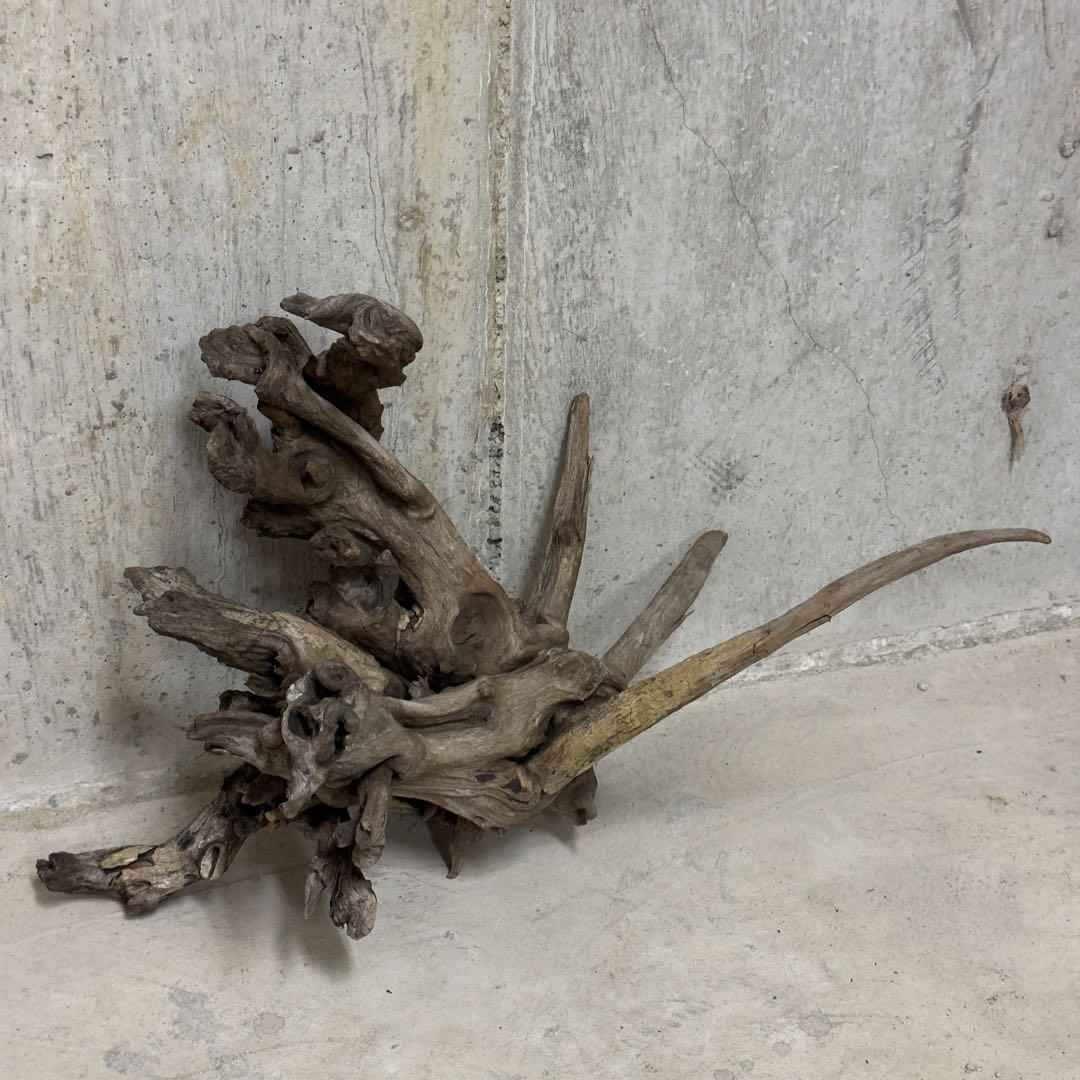 ADA ホーンウッド　流木　アクアリウム　テラリウム