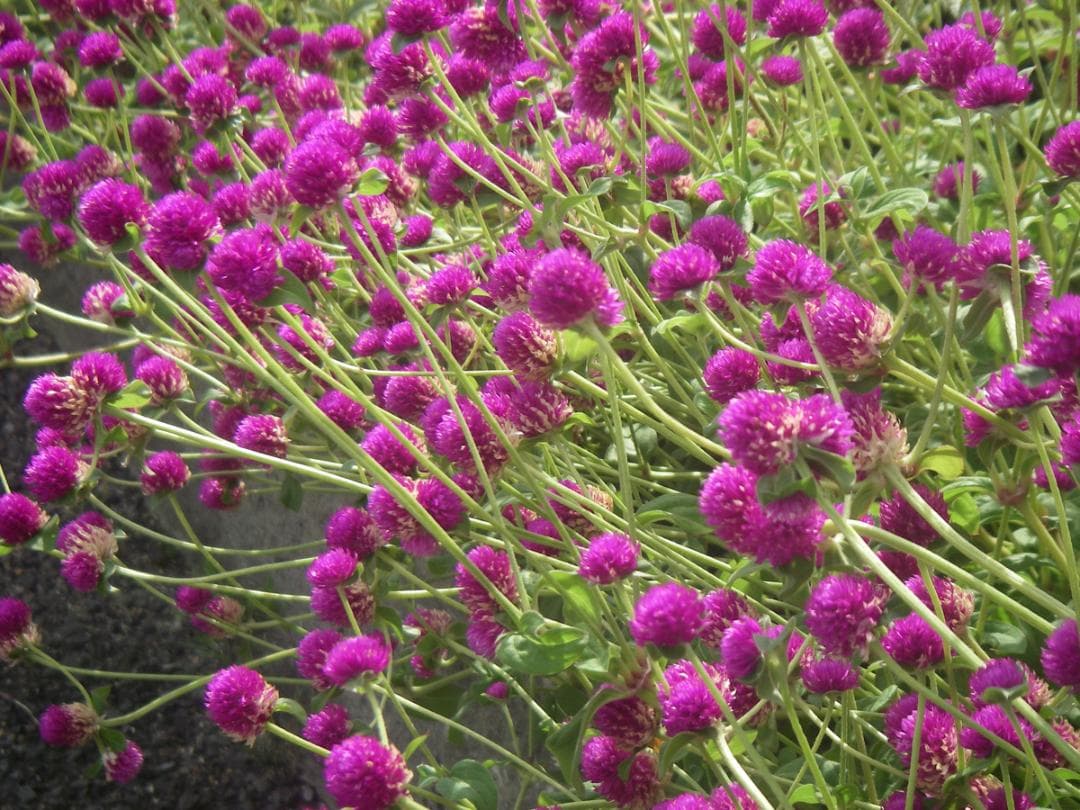 【防水カメラ】Pentax Optio W20 シルバー　スマホ転送OK