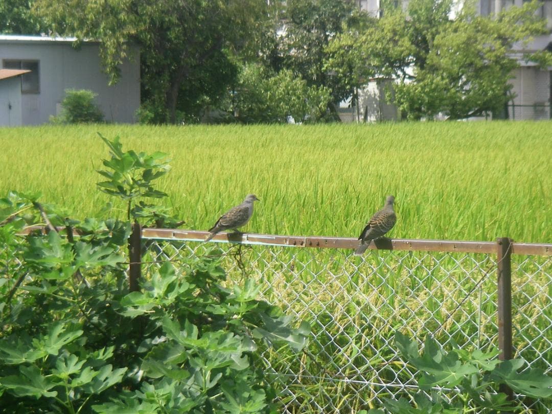 【防水カメラ】Pentax Optio W20 シルバー　スマホ転送OK