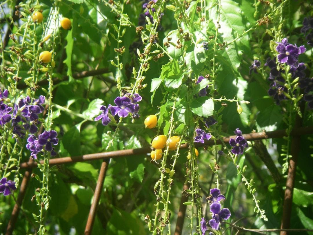 【防水カメラ】Pentax Optio W20 シルバー　スマホ転送OK