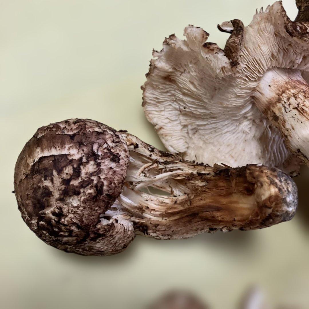 岩手県産松茸　訳あり　1.２８kg