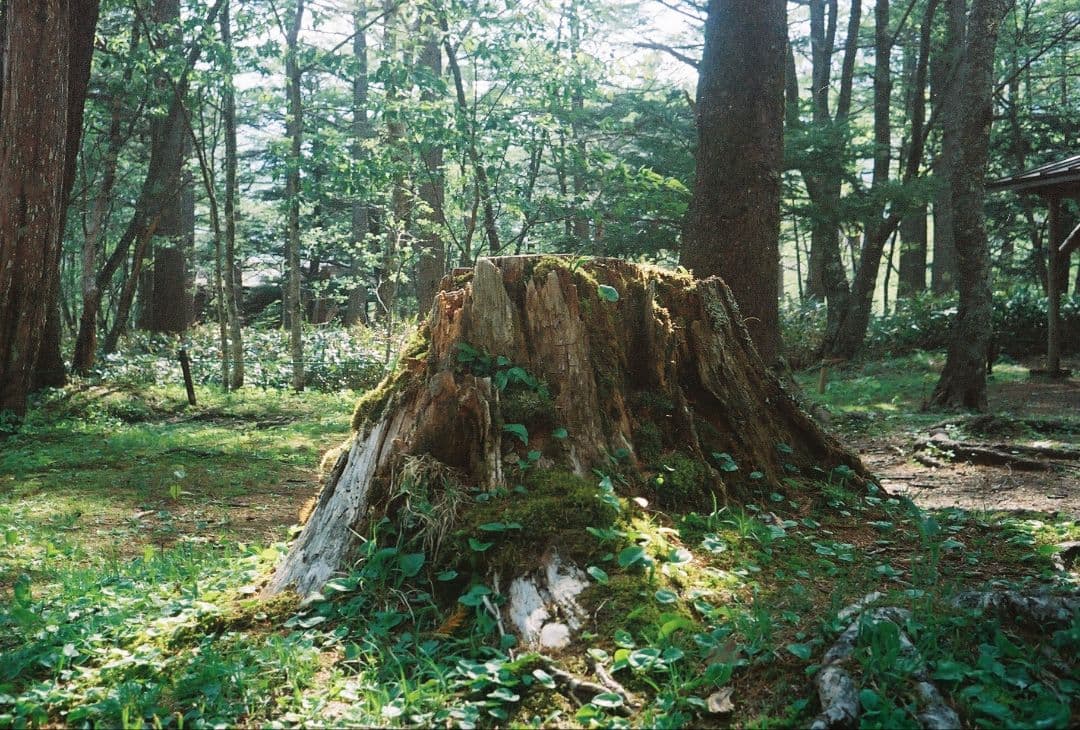 【完動品・美品・作例有】オリンパス　トリップ35　フィルムカメラ