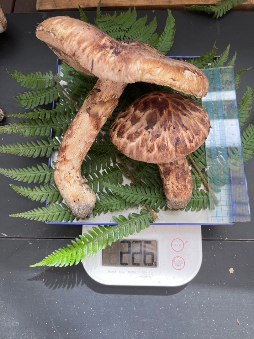 新鮮 シイタケ 226g 自然採取