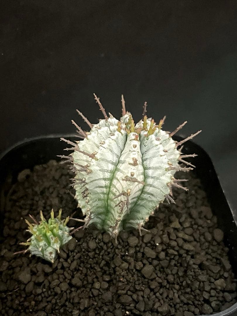 12/28まで出品 ユーフォルビアホリダ 宇田ゼブラ×関上No.1ゼブラホリダ