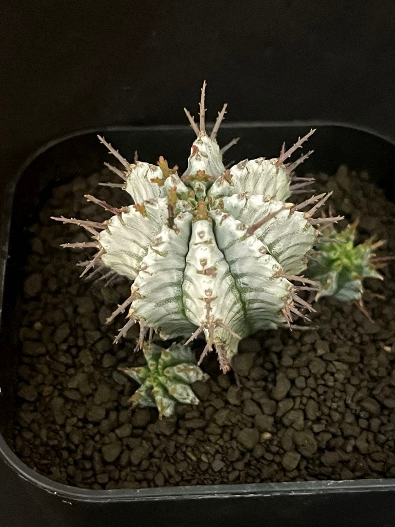 12/28まで出品 ユーフォルビアホリダ 宇田ゼブラ×関上No.1ゼブラホリダ