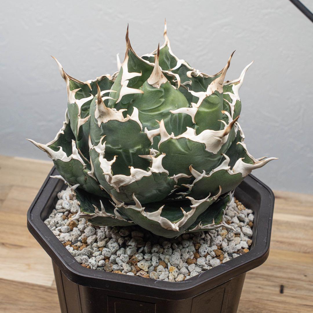 ＊Q taro＊アガベ チタノタ【白鯨大株】＊鉢植え発送＊