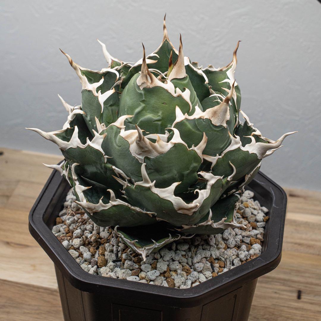 ＊Q taro＊アガベ チタノタ【白鯨大株】＊鉢植え発送＊