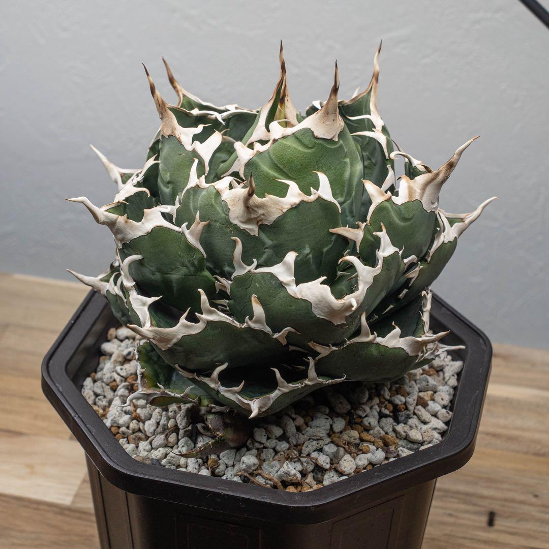 ＊Q taro＊アガベ チタノタ【白鯨大株】＊鉢植え発送＊