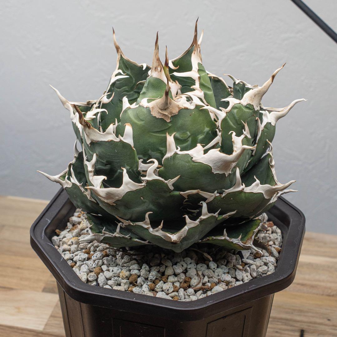＊Q taro＊アガベ チタノタ【白鯨大株】＊鉢植え発送＊