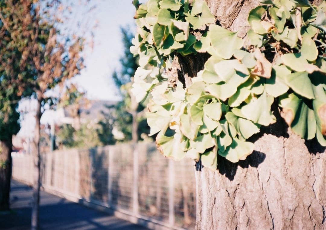 【清掃・動作確認済み＊革張り替え＊試写あり】人気！Konica C35