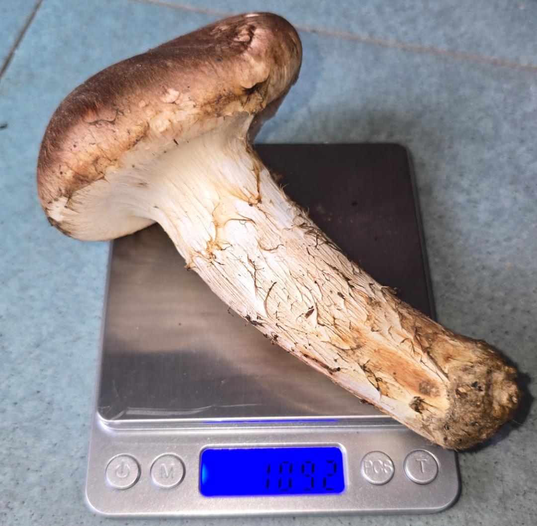 松茸 岩手県産 525g 極上 10月18日