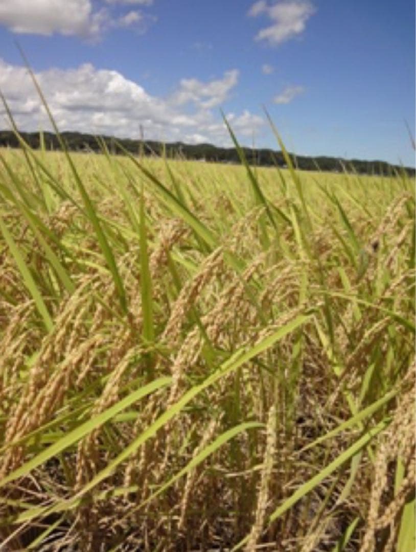 令和7年千葉県いすみ市産コシヒカリ　白米10キロ