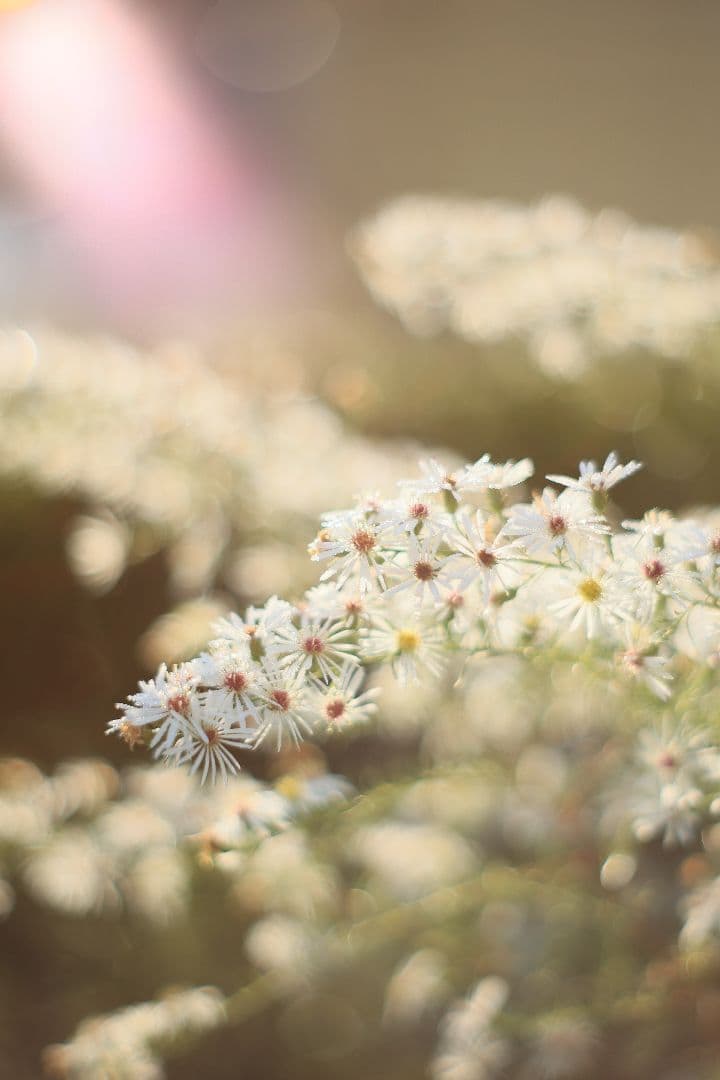 Super-Takumar 55mm F1.8 後期型 S/N：2221255